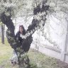 Anesosena